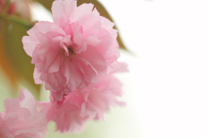 ソザイング八重桜